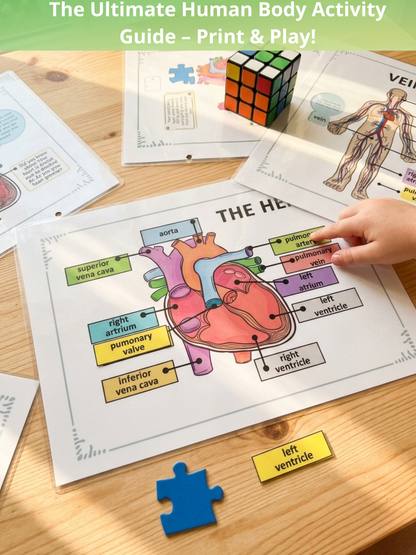 Human Anatomy Activity Book for Kids - MedPrintablesShop