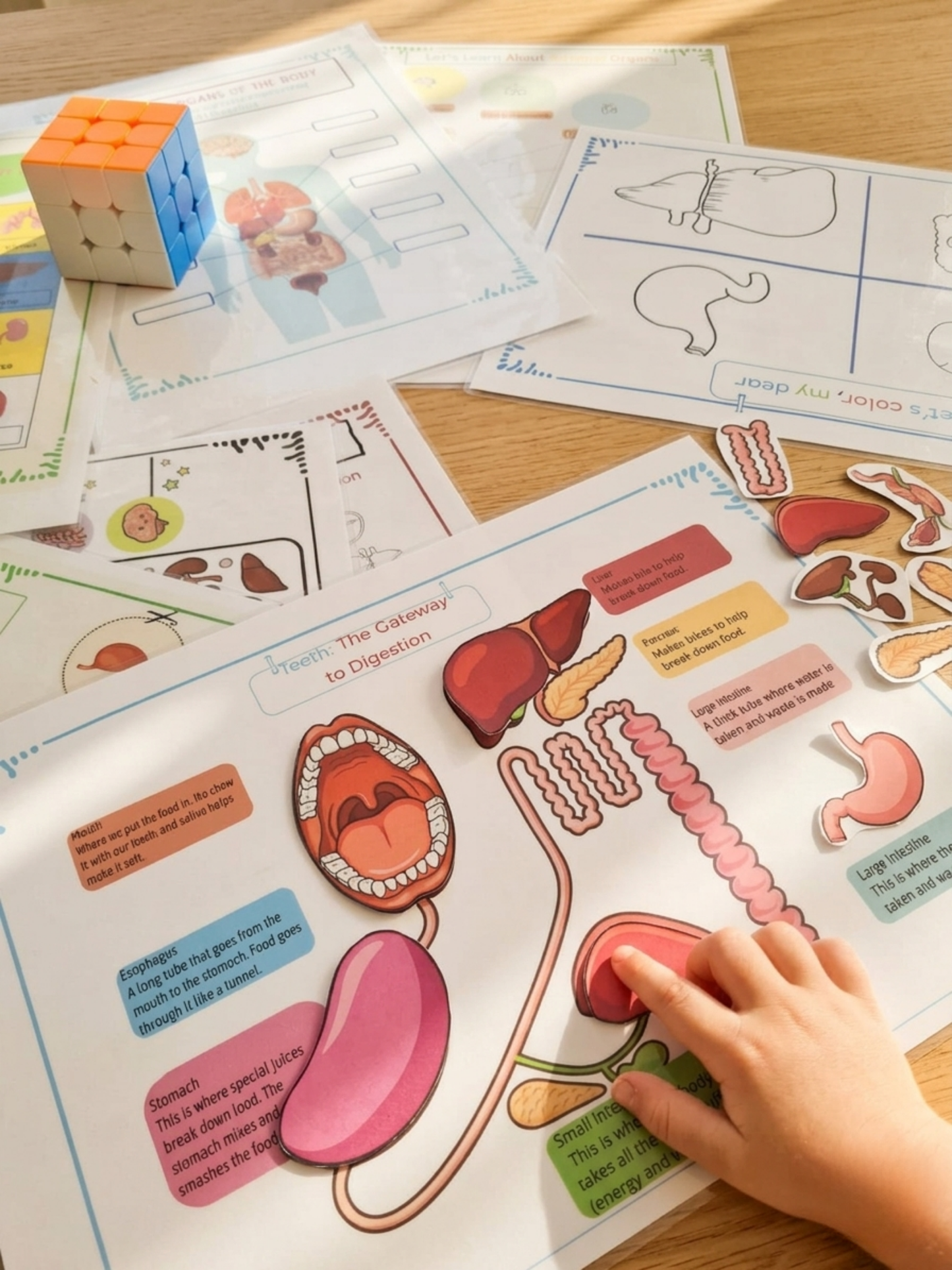 Human Anatomy Activity Book for Kids - MedPrintablesShop