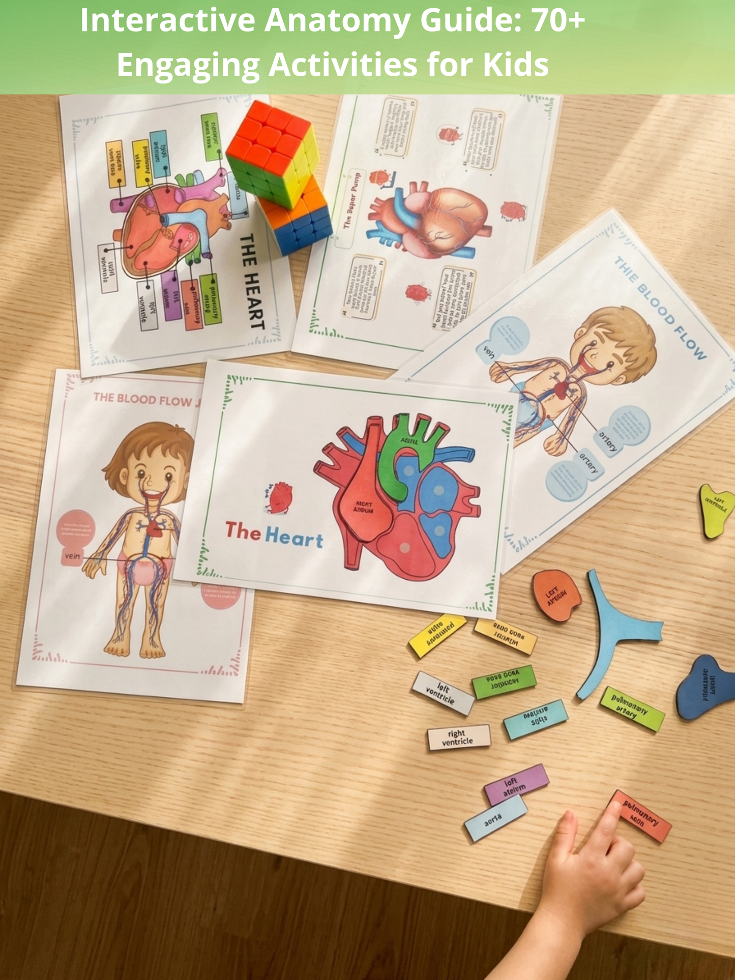 Human Anatomy Activity Book for Kids - MedPrintablesShop